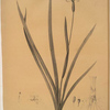 Iris martinicensis