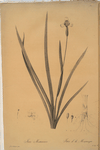Iris martinicensis