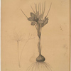 Crocus sativus