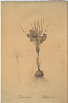 Crocus sativus