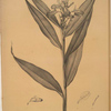 Globba erecta