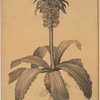 Eucomis regia