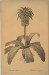 Eucomis regia