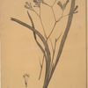 Anigozanthos flavida
