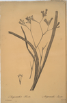 Anigozanthos flavida