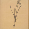 Narcissus calathinus