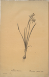 Narcissus calathinus