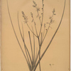 Asphodelus fistulosus