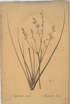 Asphodelus fistulosus