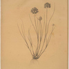 Allium globosum