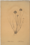 Allium globosum