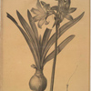 Amaryllis Belladonna