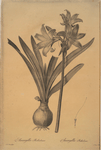 Amaryllis Belladonna