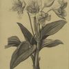 Crinum giganteum