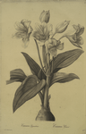 Crinum giganteum