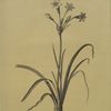 Crytanthus vittatus