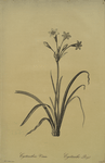 Crytanthus vittatus