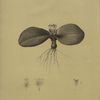 Massonia pustulata