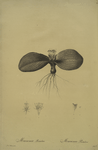 Massonia pustulata