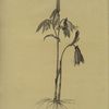 Uvularia perfoliata