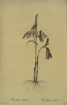 Uvularia perfoliata