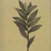 Smilacina stellata