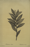 Smilacina stellata