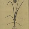 Veltheimia abyssinica