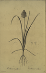 Veltheimia abyssinica