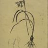 Pancratium croceum