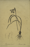 Pancratium croceum