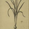 Narcissus candidissimus