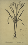 Narcissus candidissimus