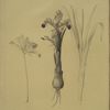 Iris Persica