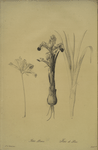 Iris Persica