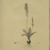 Scilla obtusifolia