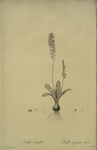 Scilla obtusifolia