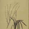 Phalangium elatum