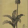 Veltheimia capensis