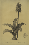 Veltheimia capensis