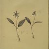 Erythronium dens-canis