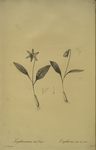 Erythronium dens-canis