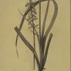 Albuca abyssinica