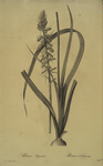 Albuca abyssinica