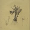 Crocus luteus