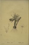 Crocus luteus