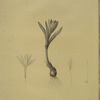 Bulbocodium vernum