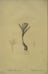 Bulbocodium vernum