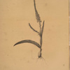 Ixia plantaginea