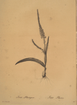 Ixia plantaginea